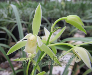 花卉兰花四季建兰 银边大贡 浓香大素花 舌深处带桃腮 老种带叶芽