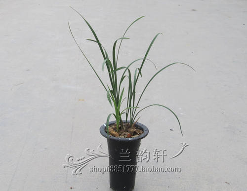 带花苞 龙字 兰花春兰老八种 书房窗台阳台  水仙瓣佳品 净化空气