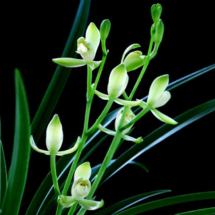 原产广东潮州 兰花 铁骨素梅 建兰秋兰 梅型素花 优雅清香带叶芽