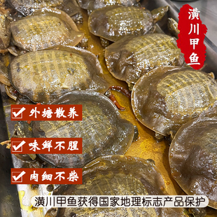 潢川甲鱼麻辣甲鱼原味卤甲鱼开袋即食或蒸外塘养殖信阳特色小吃