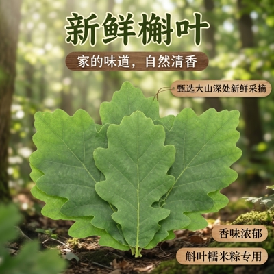 陕西野生新鲜斛叶粽子叶