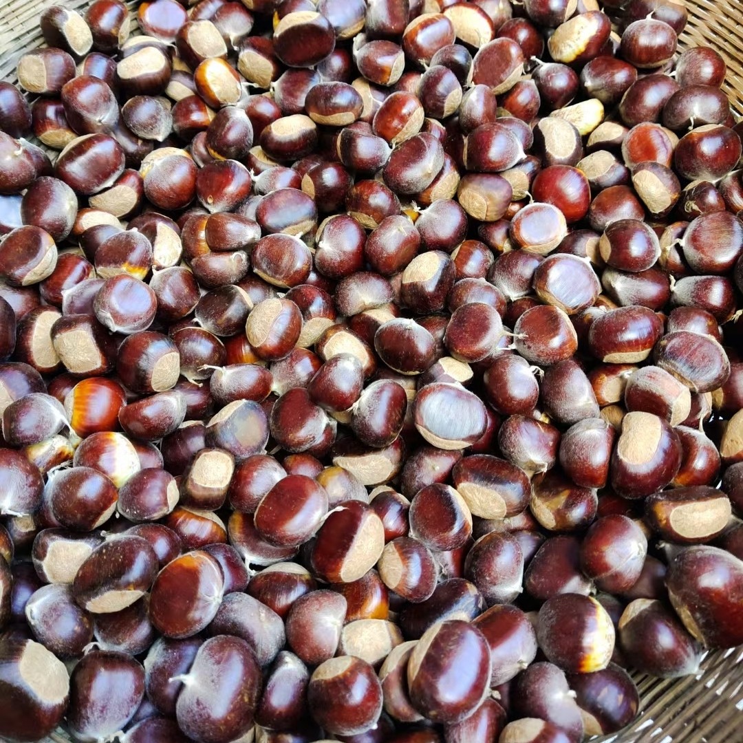 2025现货秦岭新鲜野生小板栗