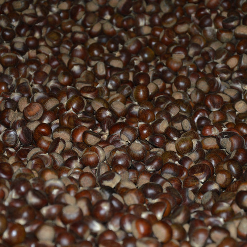 2025小毛栗新鲜粉糯香甜好剥