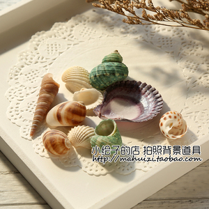 贝壳海螺海洋类套装 摄影毛毡背景布 网店淘宝拍摄拍照拍图道具