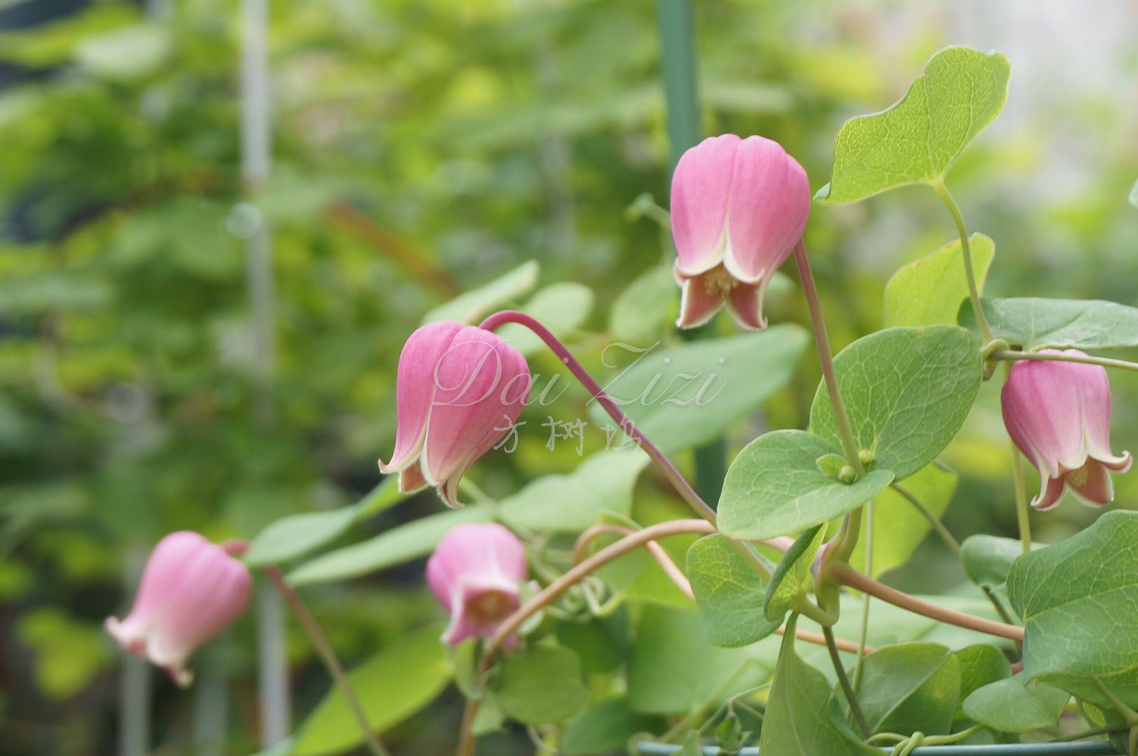 【花间草坊】德系铁线莲 铃铛铁线莲 桃割 10cm盆扦插苗
