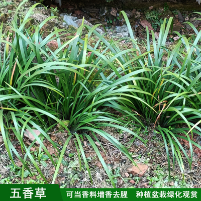 贵州五香草山奈三奈牛肉香随手香茴香菖蒲新鲜带根可食用观赏种植