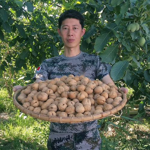 新疆阿克苏185纸皮核桃新货