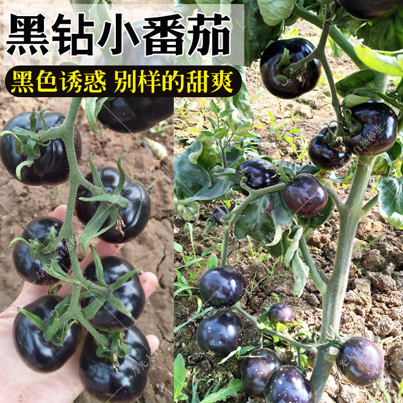 黑番茄种子紫樱桃西红柿种籽春秋家庭园艺种子