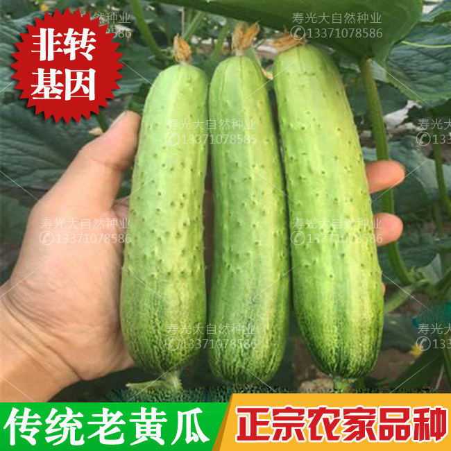 传统老黄瓜种子水果东北旱黄瓜种籽非转基因春秋四季蔬菜种孑阳台图片