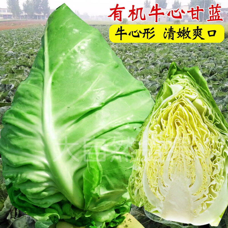 高产牛心甘蓝种子青甘蓝种籽包心家庭园艺种子