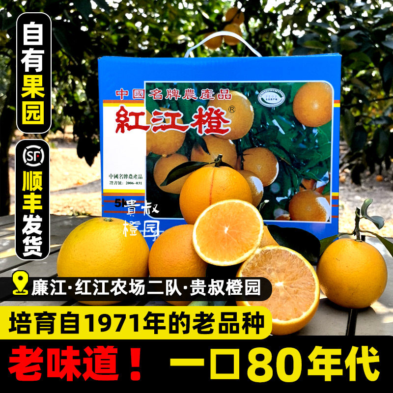 红江橙红江农场现摘现发广东湛江贵叔橙子园特产新鲜正宗廉江红橙