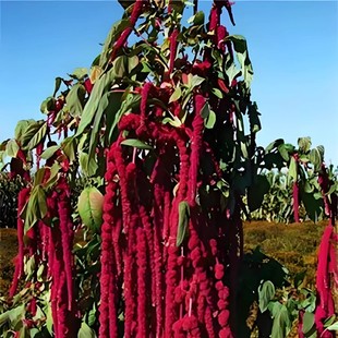 美国籽粒苋种子牧草黑千穗谷高蛋白喂鸡鸭鹅猪牛羊家禽苋菜籽草籽