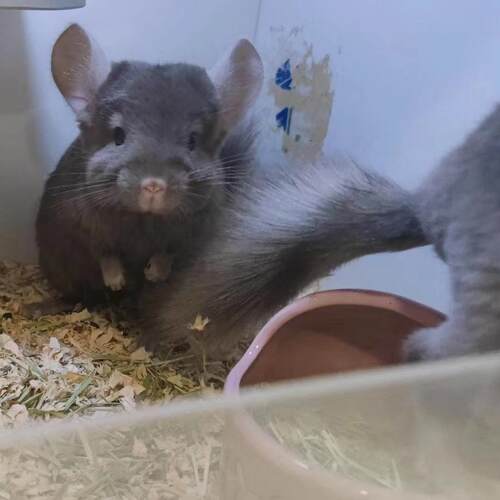 活体已打苗家养长毛卷毛幼崽龙猫
