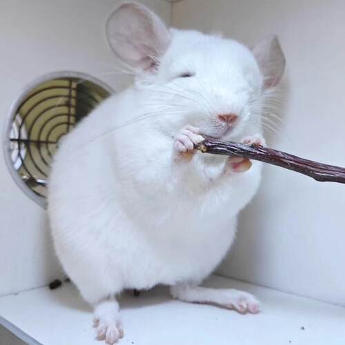 2个月大龙猫宝宝银斑广州