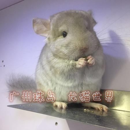 米色长毛广州珠岛龙猫世界挑选