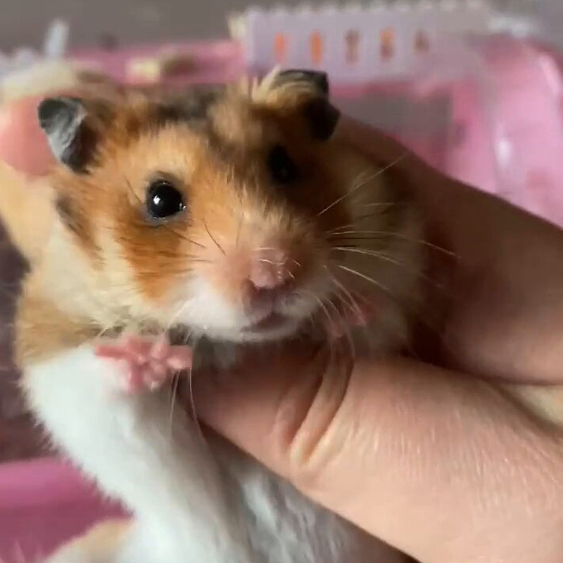 大仓鼠金丝熊活物已打疫苗活体  米熊奶牛熊黑熊紫仓短毛公仔糊糊