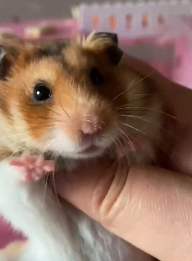 大仓鼠金丝熊活物已打疫苗活体  米熊奶牛熊黑熊紫仓短毛公仔糊糊