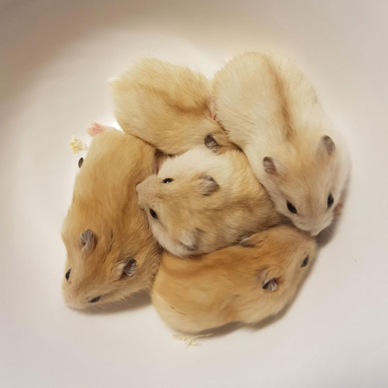 布丁仓鼠包过7天小仓鼠饲养指导