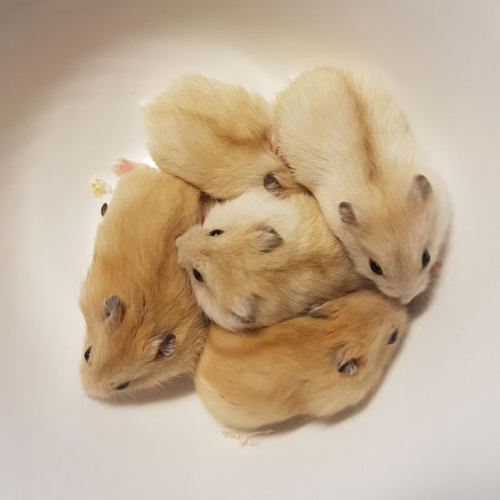 布丁仓鼠包过7天小仓鼠饲养指导