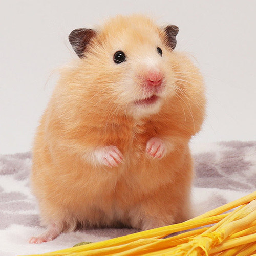 米熊仓鼠网红宠物熊类金丝熊幼崽