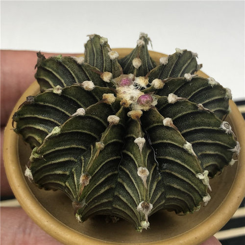 仙人球盆栽 实生肋骨牡丹 稀有品种多肉植物办公室花卉防辐射