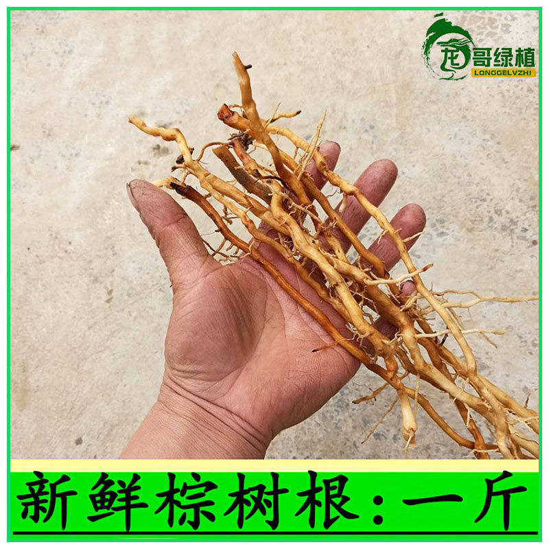 新鲜棕榈根 棕树根中药材