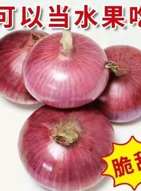 河南新鲜脆甜红洋葱当季鲜脆