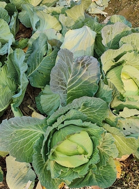 江西高安农家自种露天新鲜包菜卷心菜洋白菜包心菜