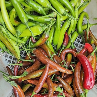 冷的地方会冻坏江西辣椒青露天大小不一高安上湖辣椒