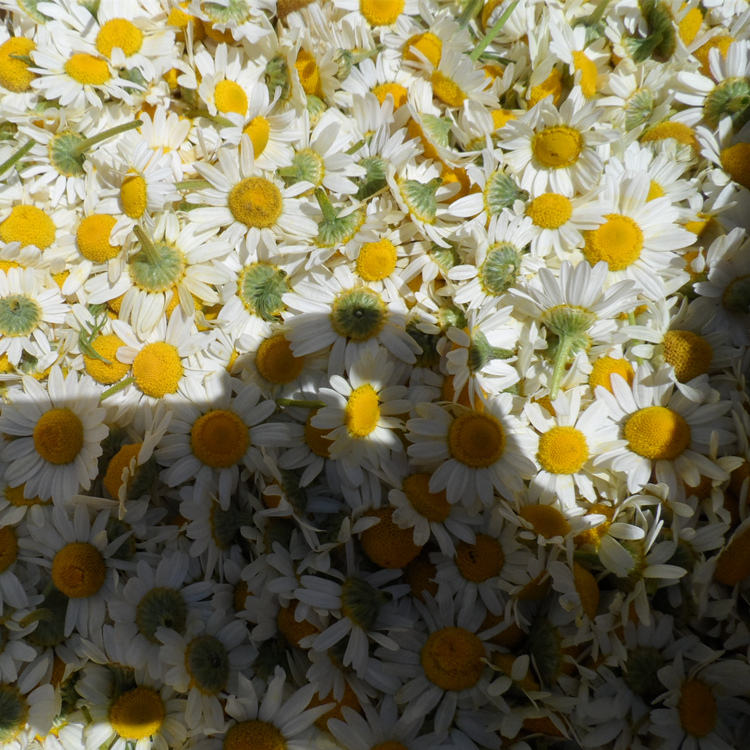 罗马洋甘菊干花伊犁洋甘菊