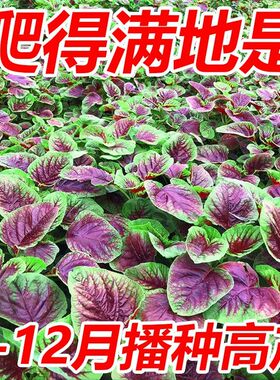 【割完又长】红苋菜种子大叶四季播大圆叶苋蔬菜籽阳台盆栽野菜籽
