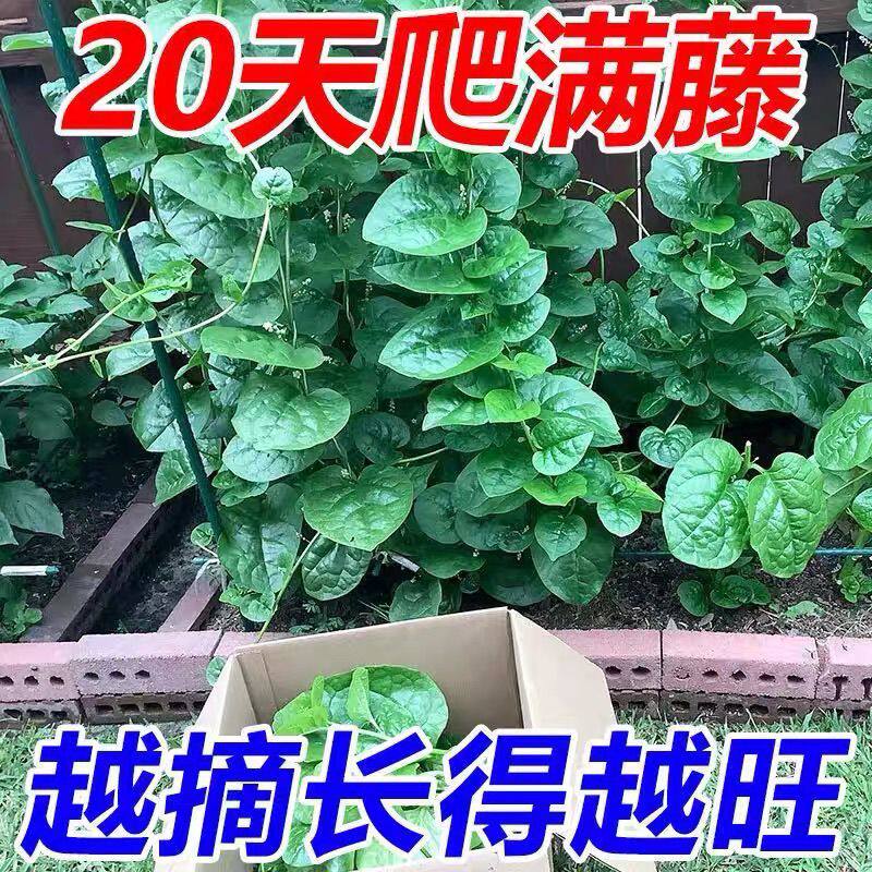 木耳菜大圆叶爬藤木耳菜豆腐菜大叶木耳菜凉拌包邮懒人种菜盆专用