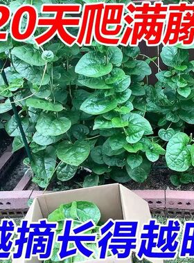 木耳菜大圆叶爬藤木耳菜豆腐菜大叶木耳菜凉拌包邮懒人种菜盆专用