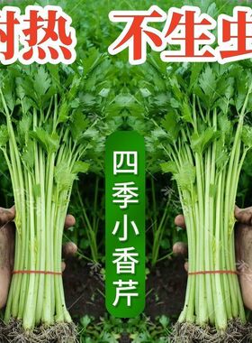 四季芹菜种子小香芹种籽香味浓细芹菜清香小芹菜耐寒本地农家蔬菜