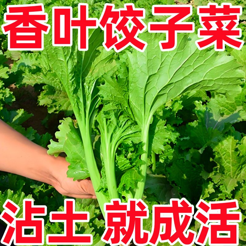 美味的香叶芥菜包饺子专用饺子菜,芥菜特别好吃,庭院阳台蔬菜种子