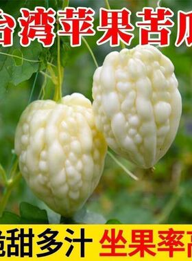 白水果苦瓜籽台湾苹果苦瓜种子生吃不苦甘甜蔬菜疙瘩水果苦瓜种籽