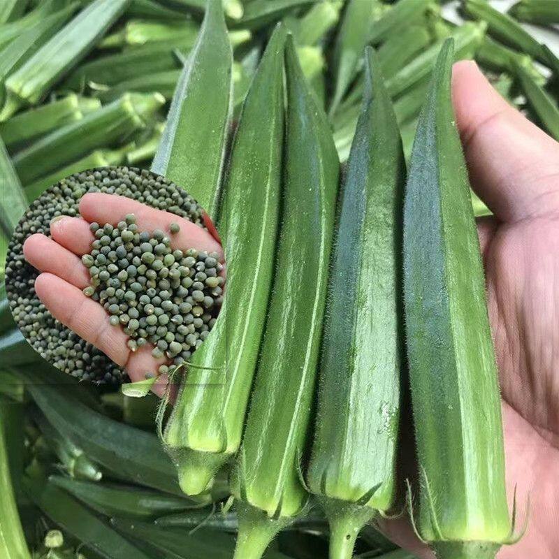 水果秋葵不易老黄秋葵农家种植新鲜时令蔬菜包邮可生吃的奶油秋葵