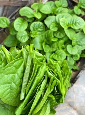 大圆叶木耳菜爬藤木耳菜新鲜农家自种豆腐菜大叶木耳