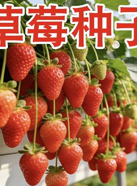 四季开花结果水果种子种植室内阳台盆栽草莓籽
