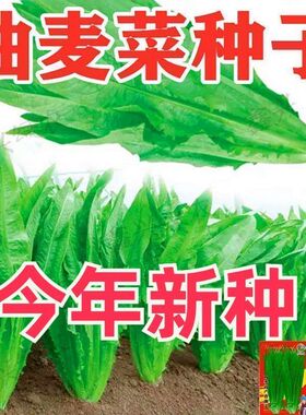 甜脆油麦菜种子清香无斑油麦菜种子四季水果水果庭院有机蔬菜种子