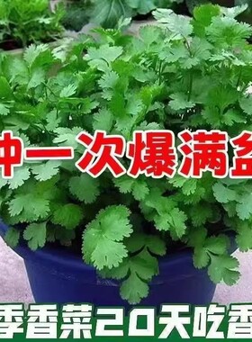 【新种】耐热四季速生香菜种子三天出大叶芫荽种籽农家阳台盆栽
