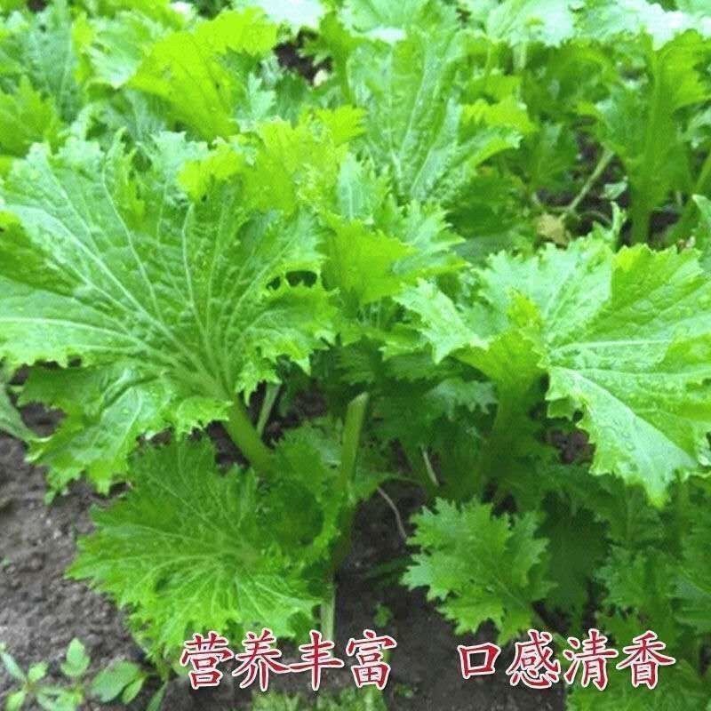 春秋香叶饺子种籽四季香蔬菜种子盆栽芥菜香菜菜籽田园阳台小青菜