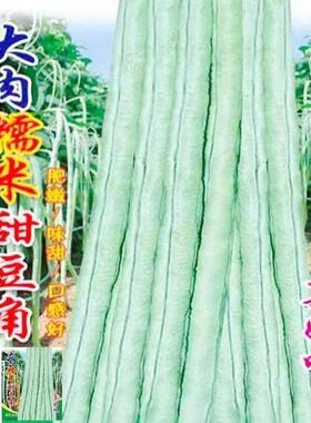 超好吃大肉糯米甜豆角种子白长豆角春夏秋播白玉长豇豆易种蔬菜孑