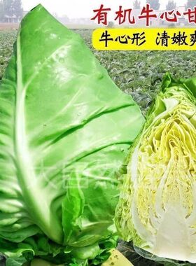 特大牛心甘蓝包菜卷心菜耐热耐寒春秋四季蔬菜包心菜