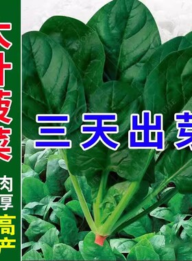 大叶菠菜种子四季易种耐热耐寒越冬蔬菜种子原生态菠菜籽种子抗病