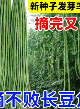 摘不败特长豇豆角种子高产绿先锋长豆角绿豇豆角种春秋季蔬菜种子