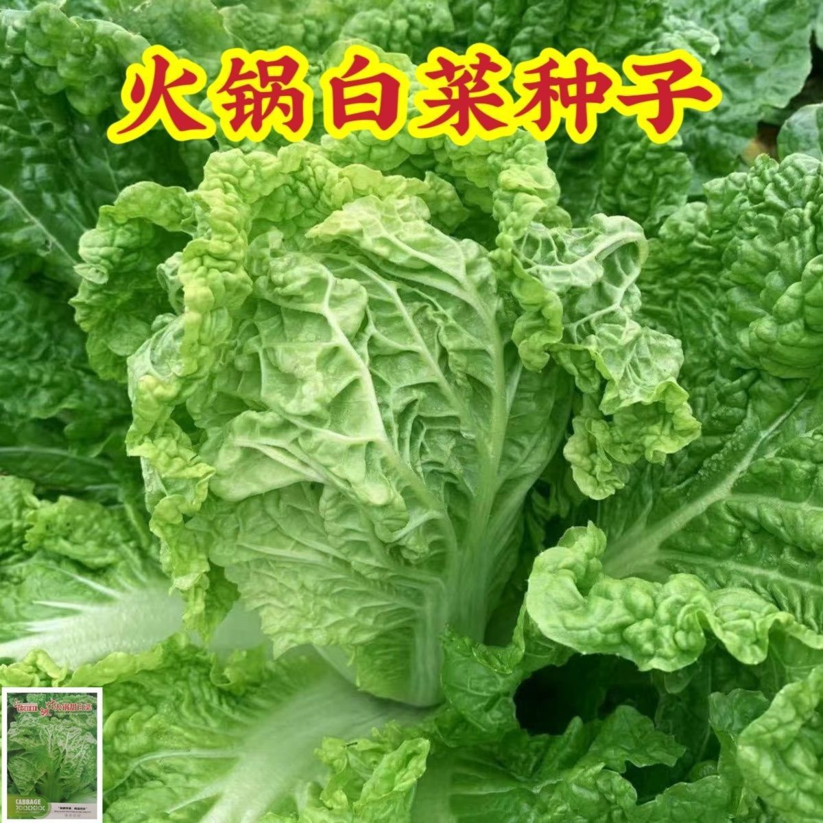 皱叶火锅白菜种子叶多甜白菜籽秋季耐贮高产大白菜耐寒蔬菜种