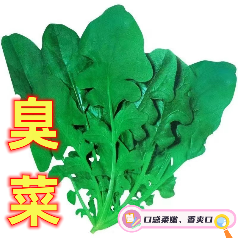 四季保健菜臭菜种子蔬菜种籽春秋播芝麻香菜野菜阳台盆栽种孑大全
