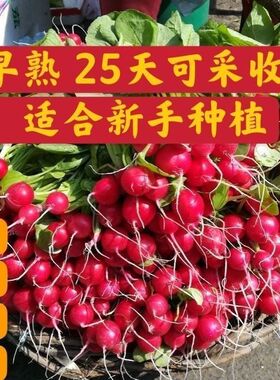 四季樱桃萝卜水果萝卜生吃红皮白肉小萝卜脆甜多汁新鲜蔬菜阳台