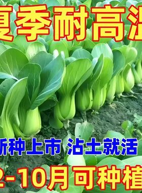 四季上海青种子28天小青菜种子蔬菜种子阳台盆栽耐热上海青菜种子